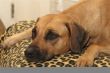 BB07_7888_Rhodesian Ridgeback.JPG