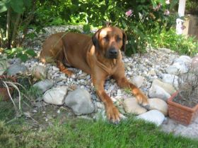 6035d1250148724-geschwistersuche-kennel-umvuma-yali-im-garten.jpg