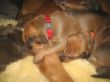 Black Roots 967.jpg